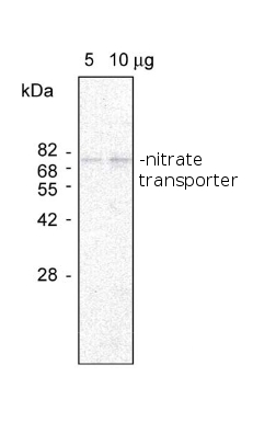 western blot using anti-nitrate transporter antibodies 